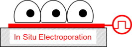 Insituelectroporation
