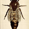 Italienische Bienenkönigin, Atlas für Bienenzucht, 1901