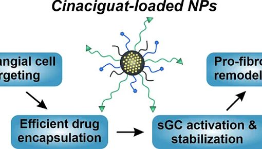 Targeted Delivery of Soluble Guanylate Cyclase (sGC) Activator Cinaciguat to Renal Mesangial Cells via Virus-Mimetic Nanoparticles Potentiates Anti-Fibrotic Effects by cGMP-Mediated Suppression of the TGF-β Pathway (Quelle: https://doi.org/10.3390/ijms22052557