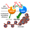 Regulation and drugability of chromatin remodeling enzymes
